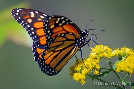 Monarch Butterfly_51260.jpg - Monarch Butterfly (Danaus plexippus) photographed near Lindsay, Ontario, Canada.